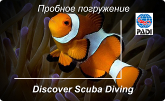 nemo